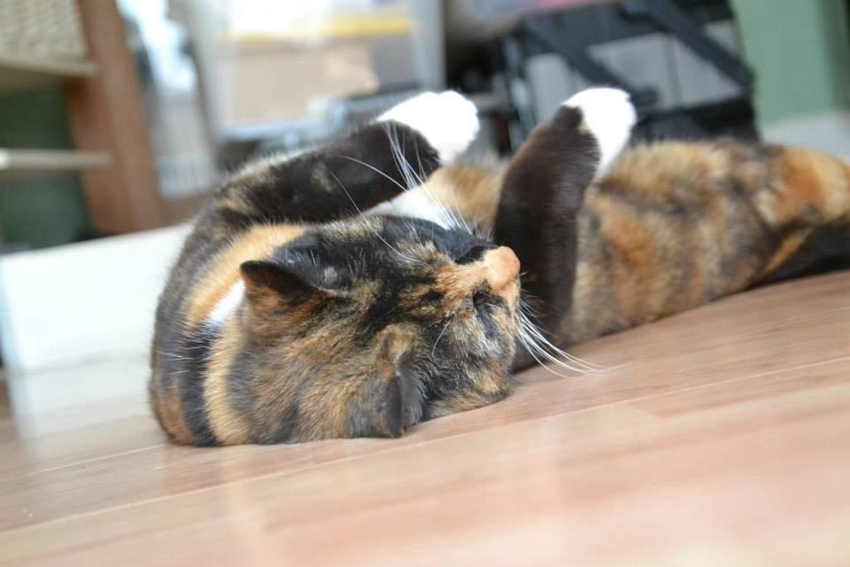 Huskat Freja billede 1