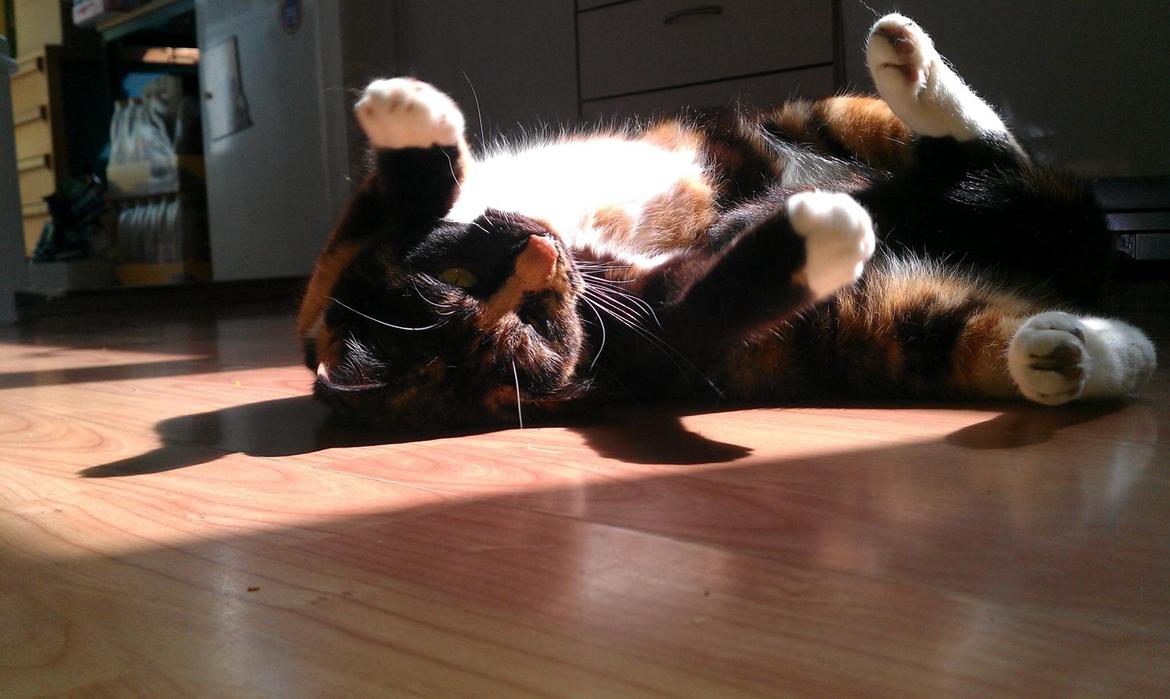 Huskat Freja billede 2