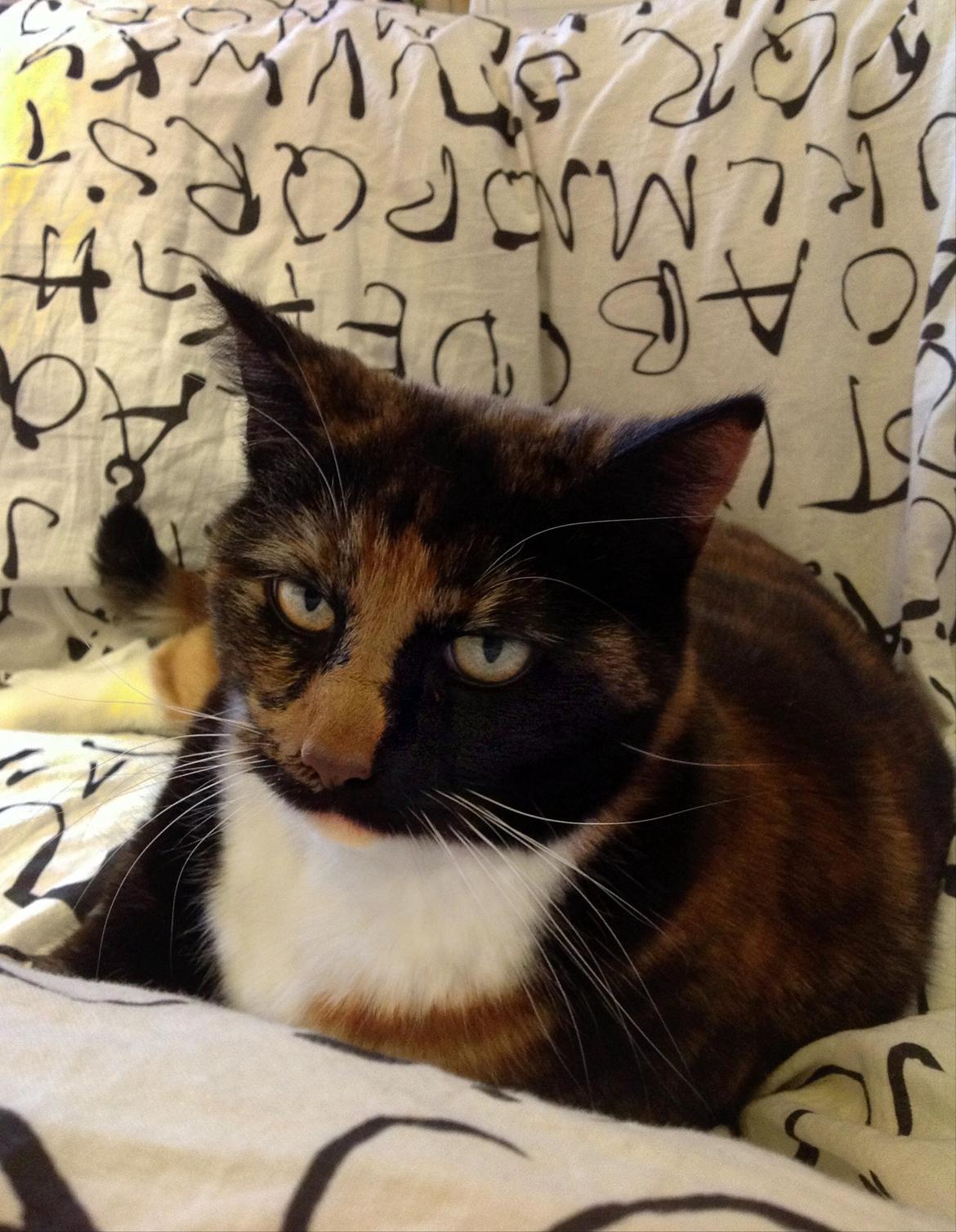 Huskat Freja billede 3