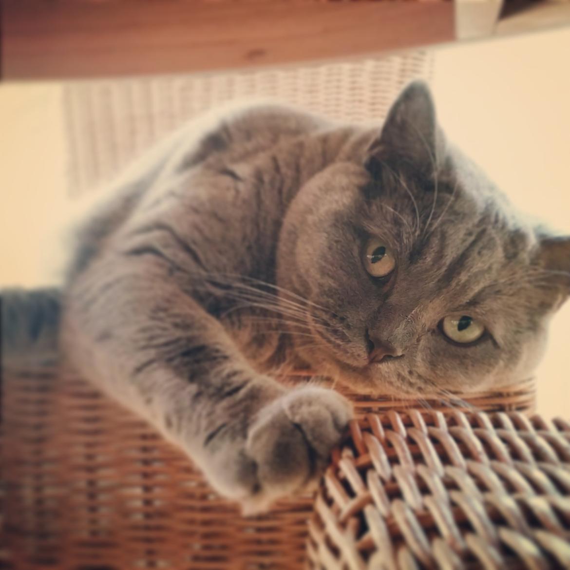 Blanding af racer Safir billede 3