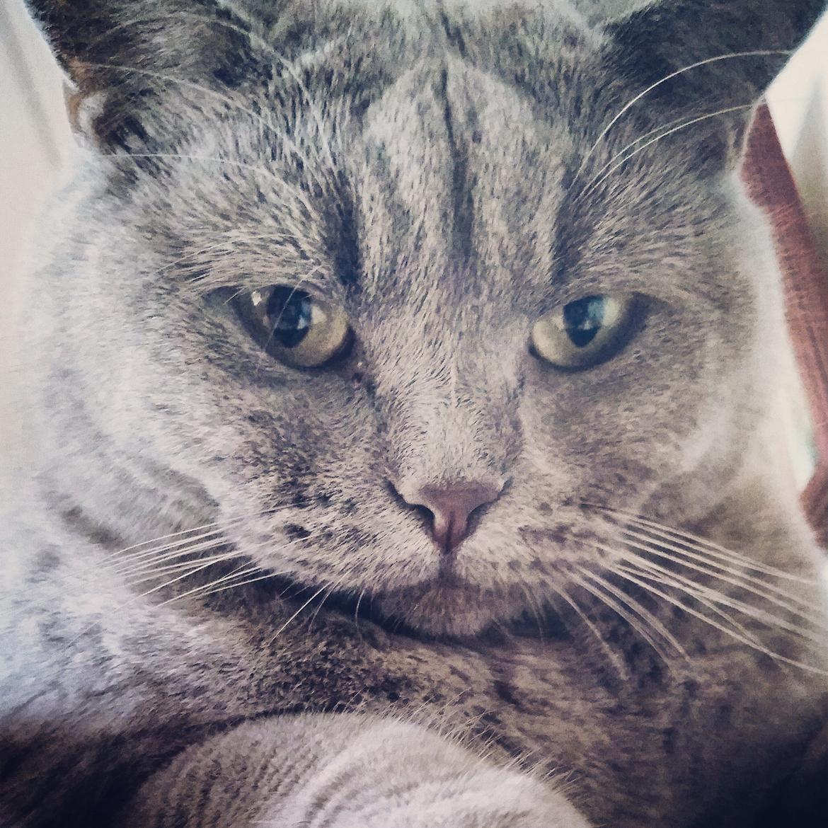 Blanding af racer Safir billede 1