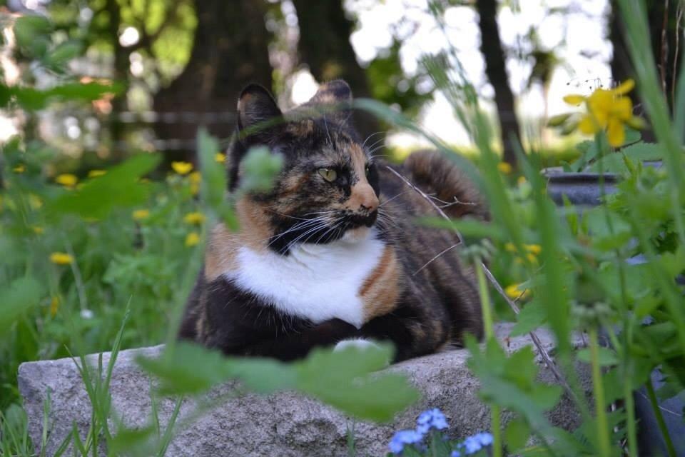 Huskat Freja billede 4