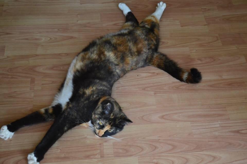 Huskat Freja billede 5