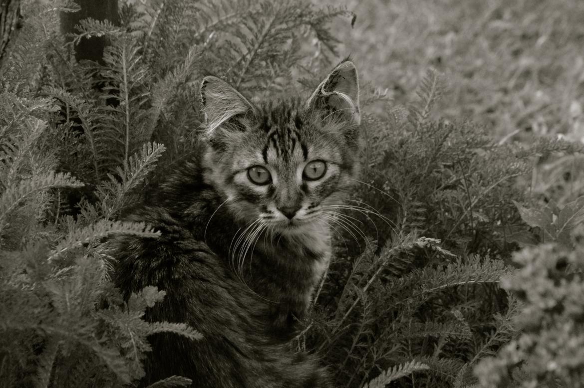 Blanding af racer | Mosevangens Charlie billede 1