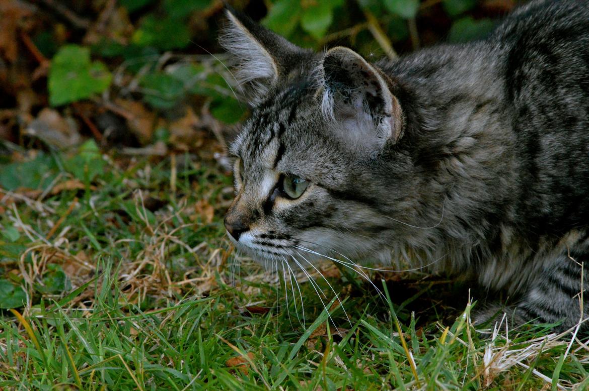 Blanding af racer | Mosevangens Charlie billede 3