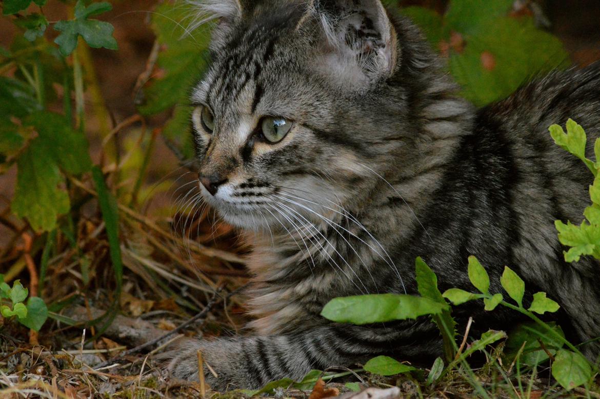 Blanding af racer | Mosevangens Charlie billede 5