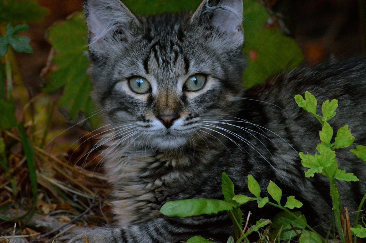 Blanding af racer | Mosevangens Charlie billede 7