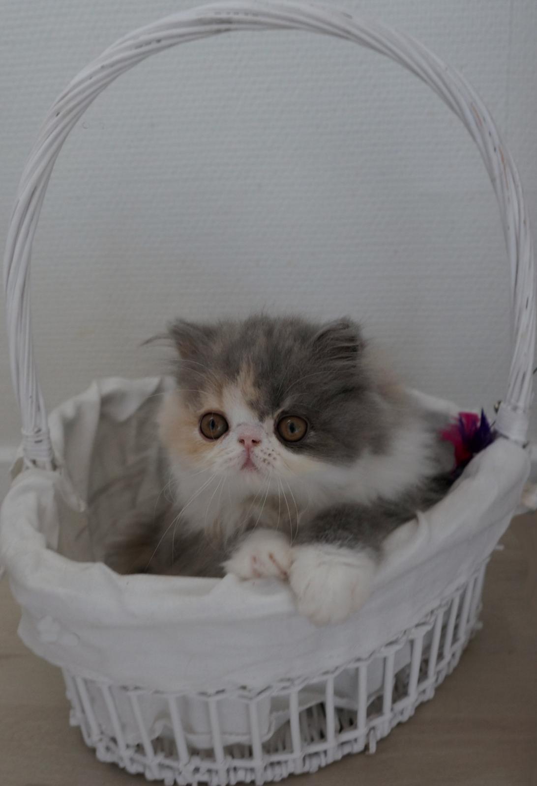 Perser Dkmaywood's Mina billede 2