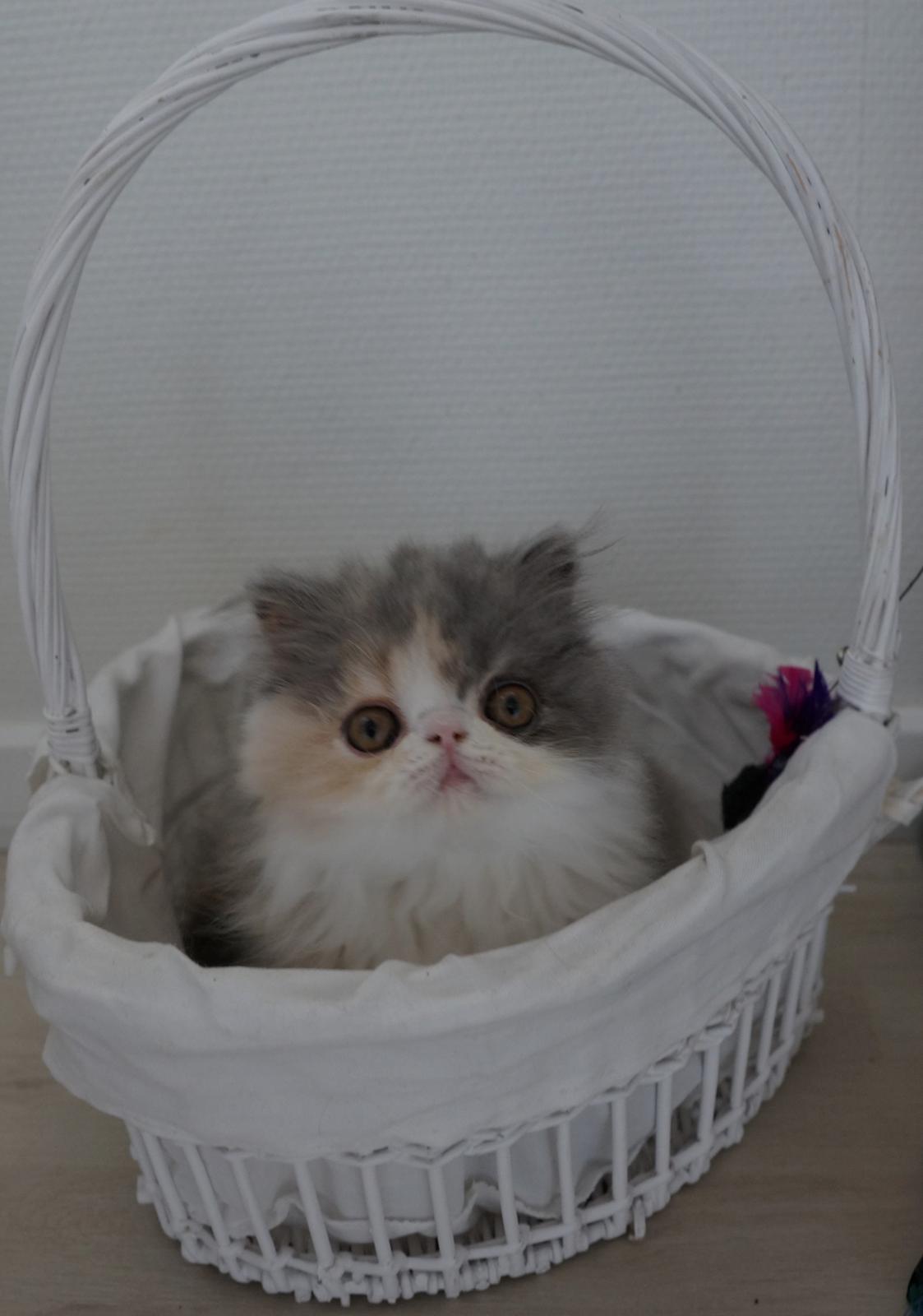 Perser Dkmaywood's Mina billede 3