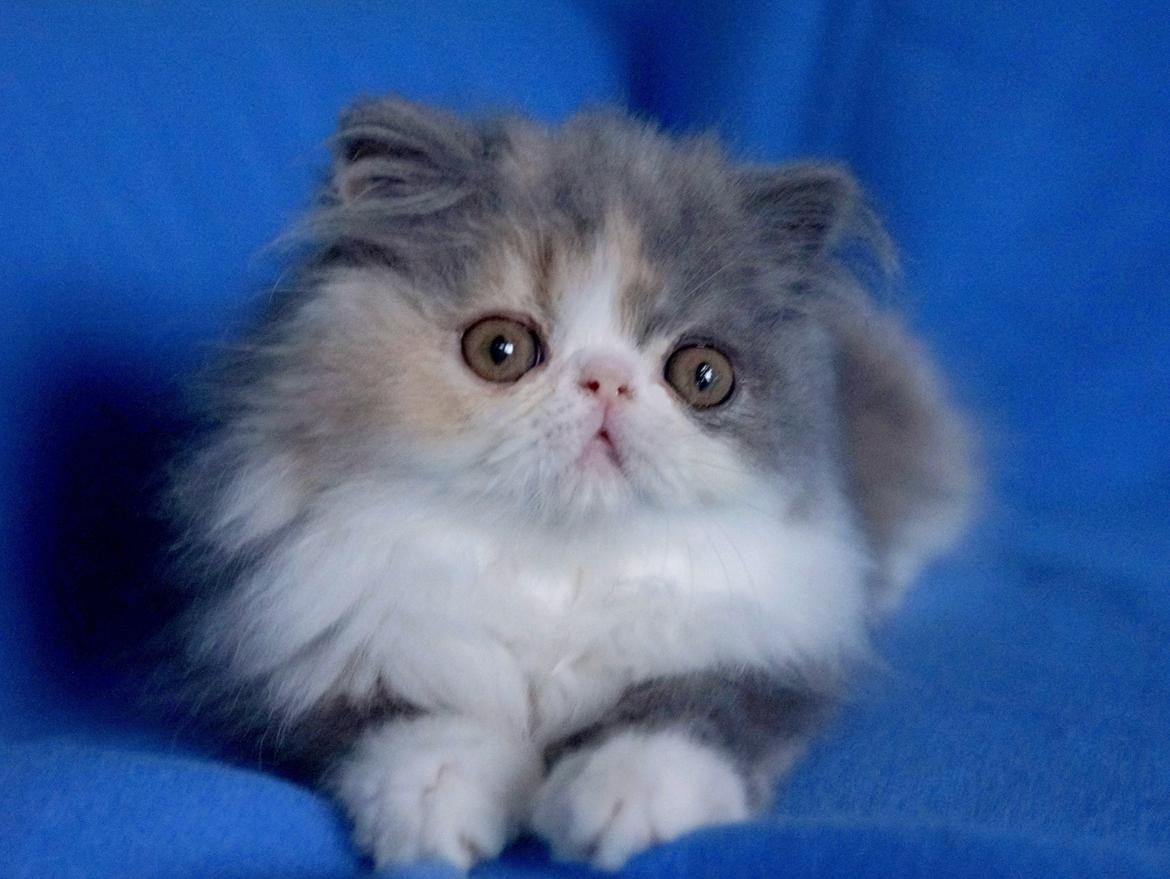 Perser Dkmaywood's Mina billede 4