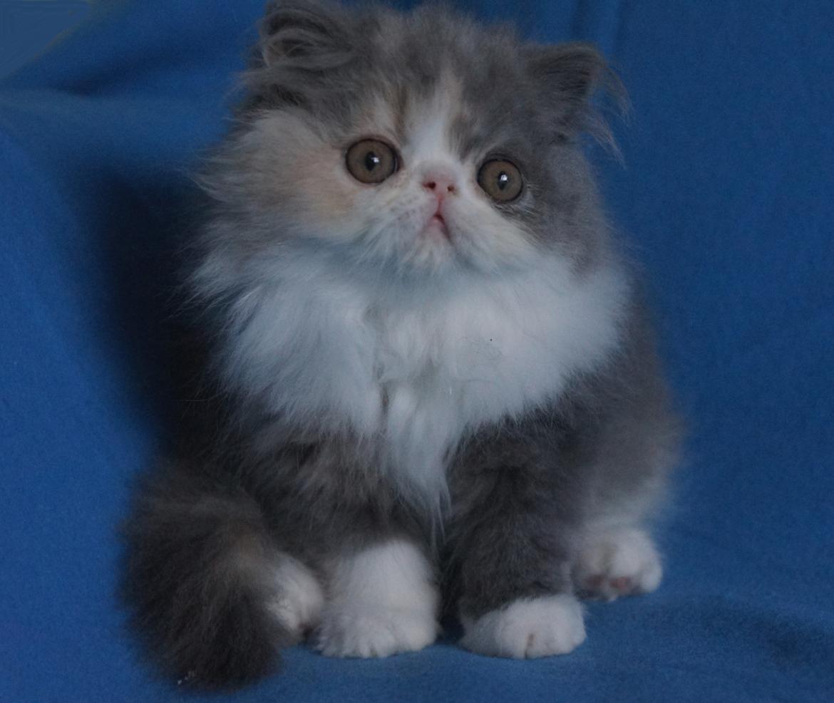 Perser Dkmaywood's Mina billede 5