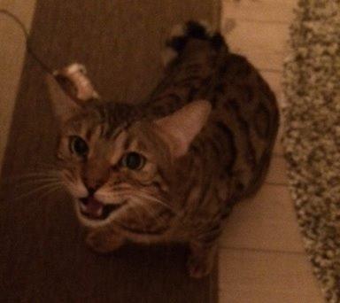 Bengal Pascal billede 1