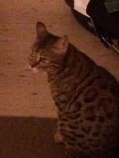 Bengal Pascal billede 3