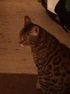 Bengal Pascal billede 4