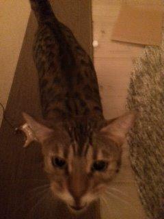 Bengal Pascal billede 2