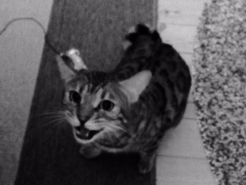 Bengal Pascal billede 5