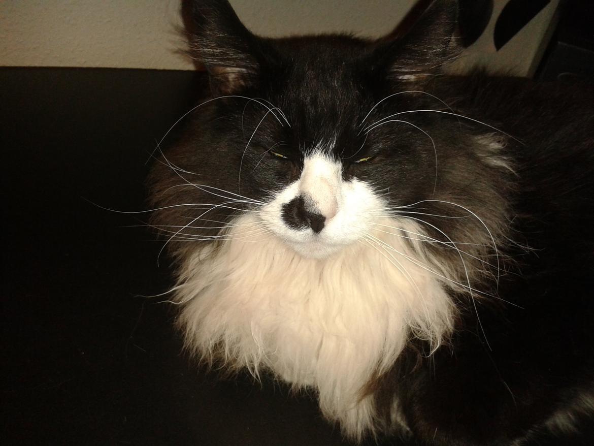 Maine Coon Boogie billede 5