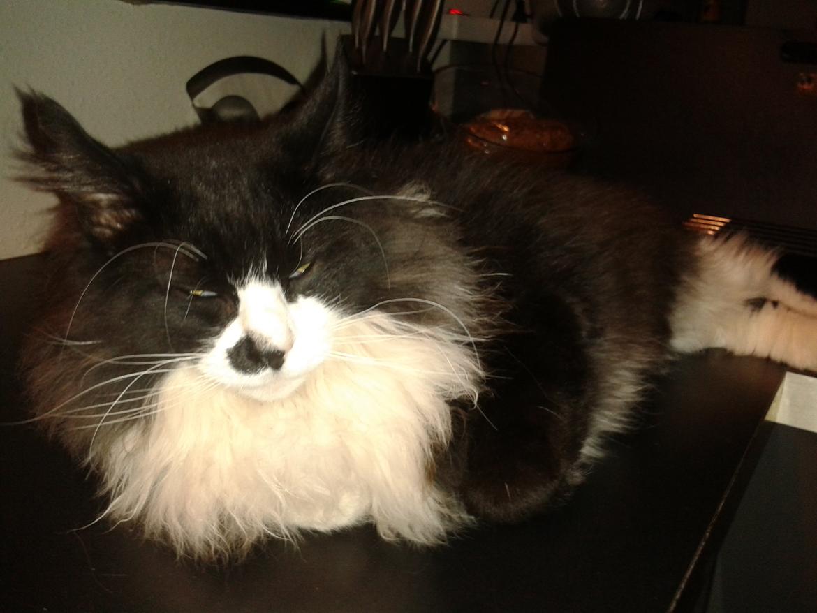 Maine Coon Boogie billede 6