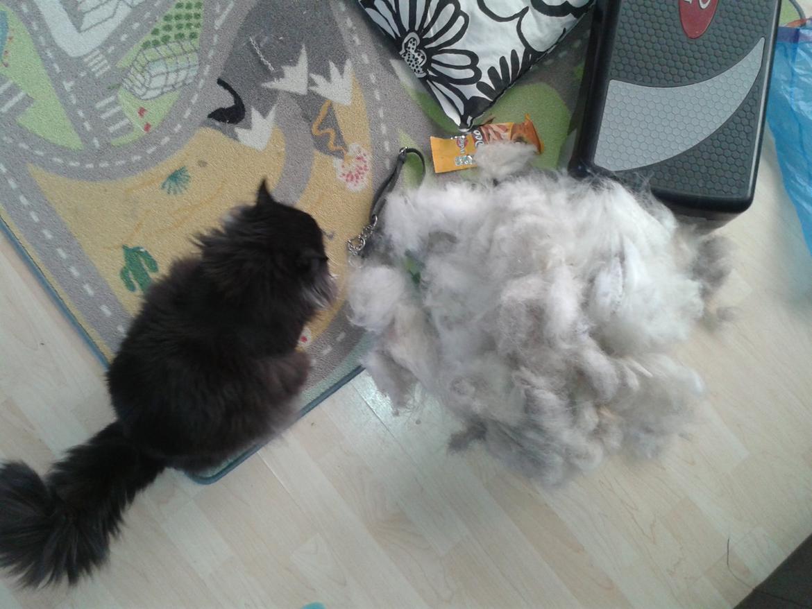 Maine Coon Boogie billede 7