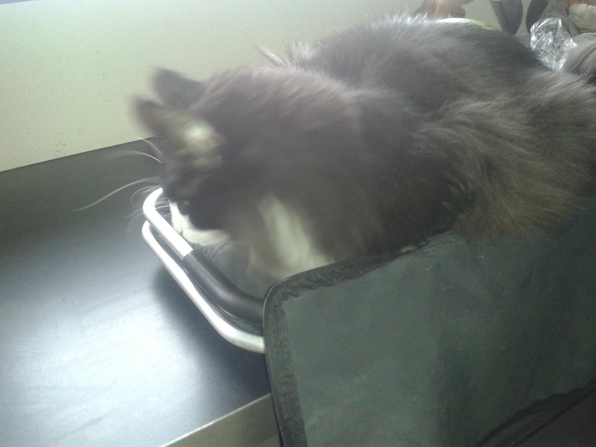 Maine Coon Boogie billede 8