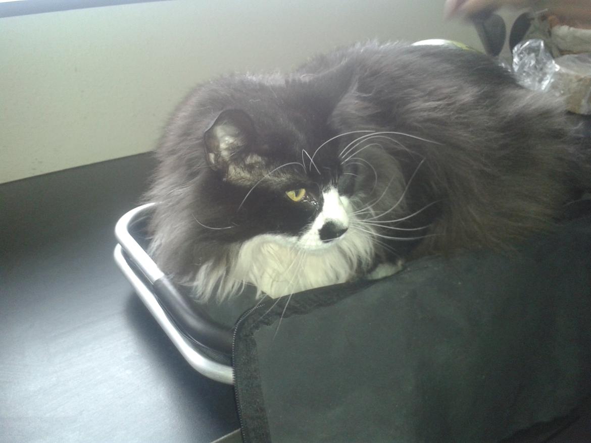 Maine Coon Boogie billede 9