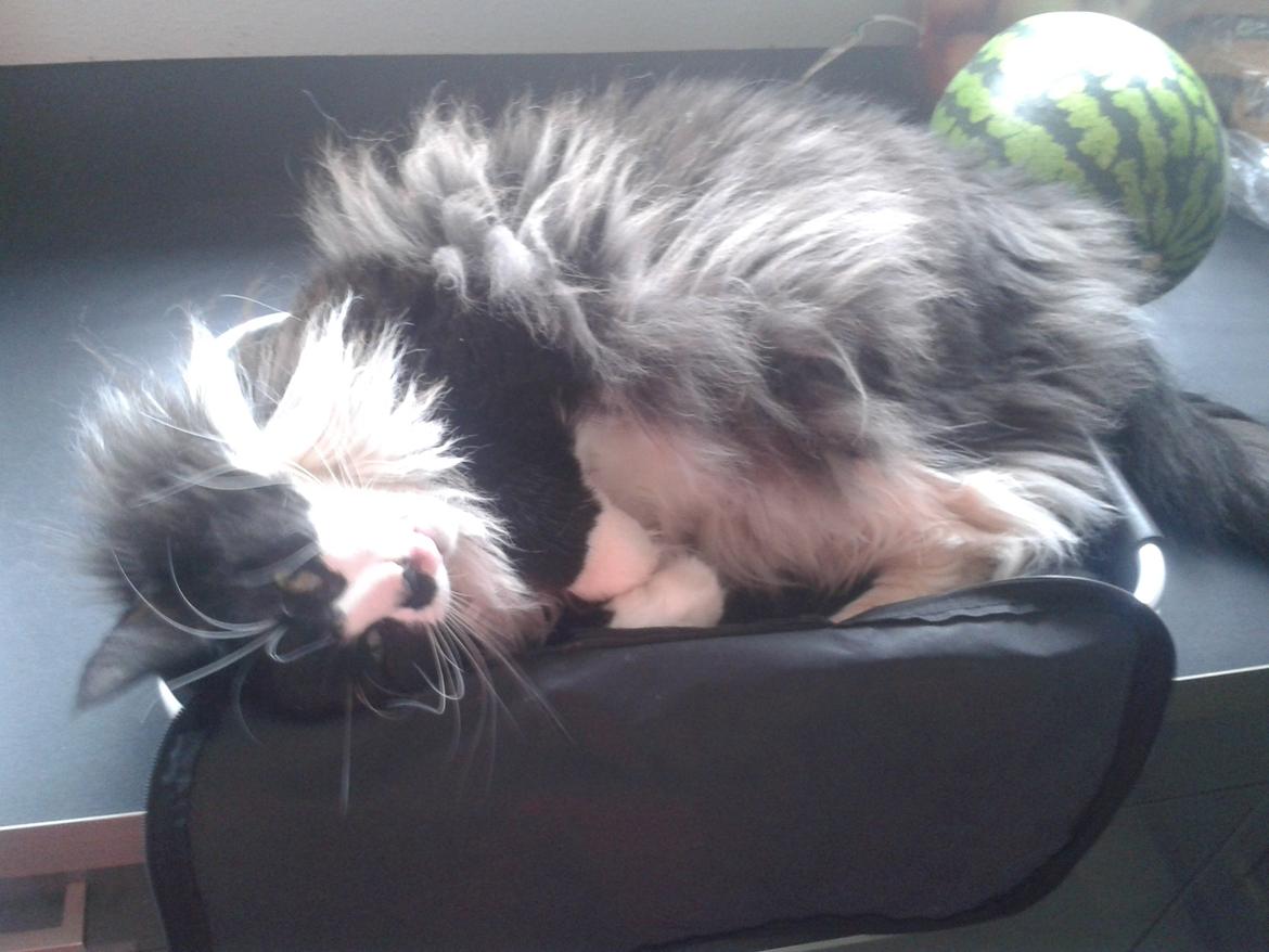 Maine Coon Boogie billede 10