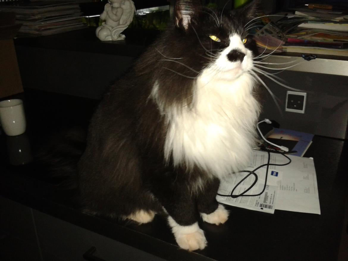 Maine Coon Boogie billede 11