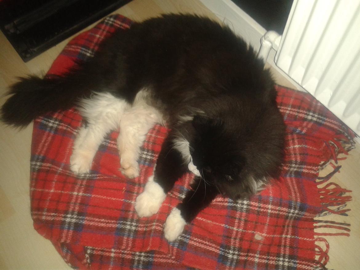 Maine Coon Boogie billede 12