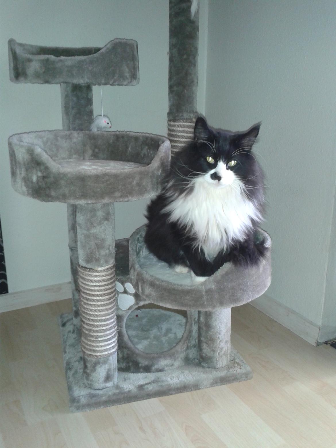 Maine Coon Boogie billede 13