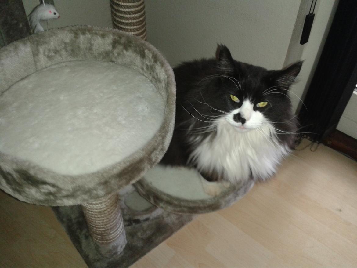 Maine Coon Boogie billede 14