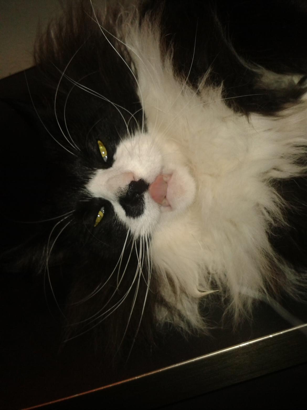 Maine Coon Boogie billede 15