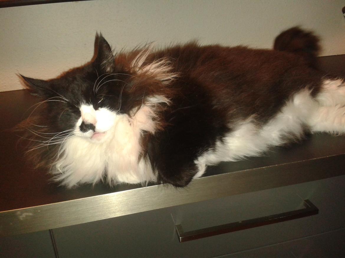 Maine Coon Boogie billede 16