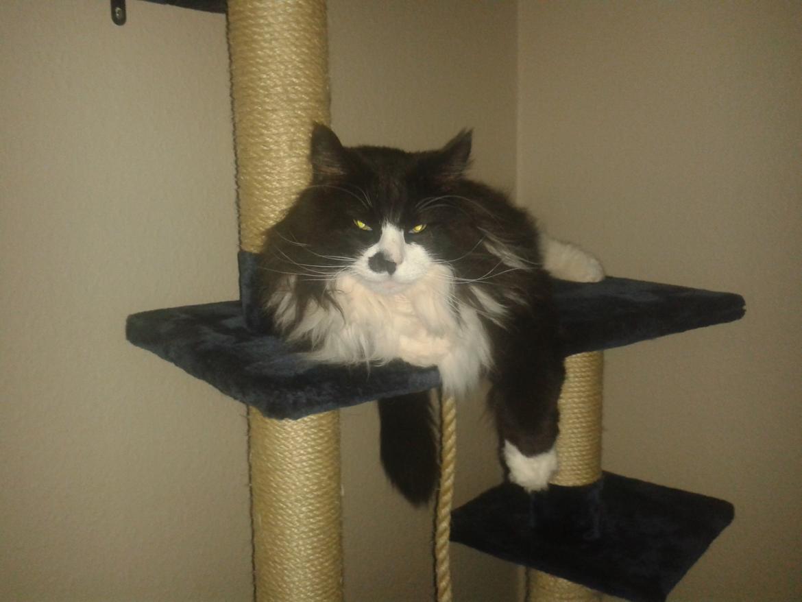 Maine Coon Boogie billede 17