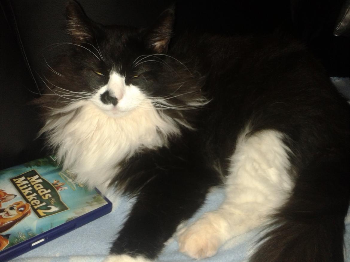 Maine Coon Boogie billede 1