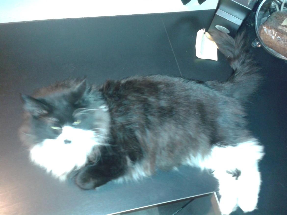 Maine Coon Boogie billede 4