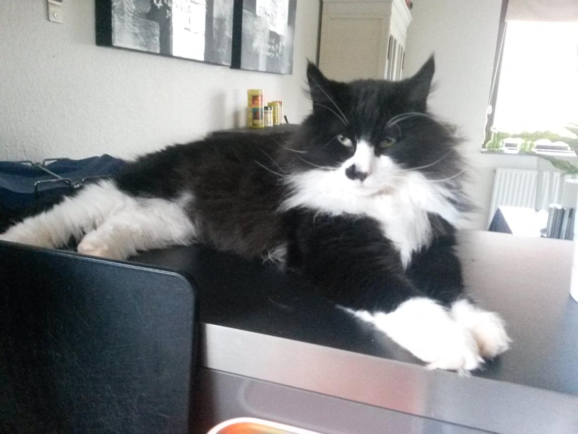 Maine Coon Boogie billede 18