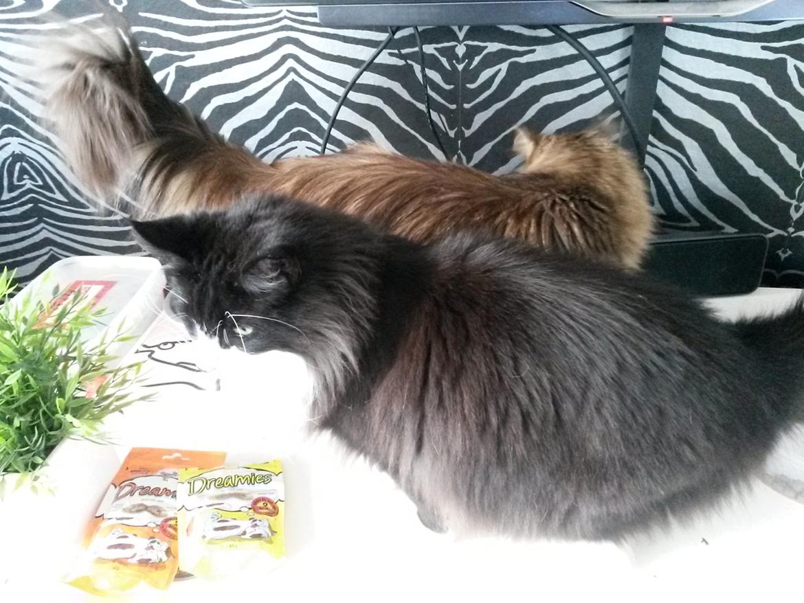 Maine Coon Boogie billede 19