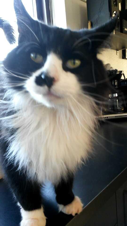 Maine Coon Boogie billede 3