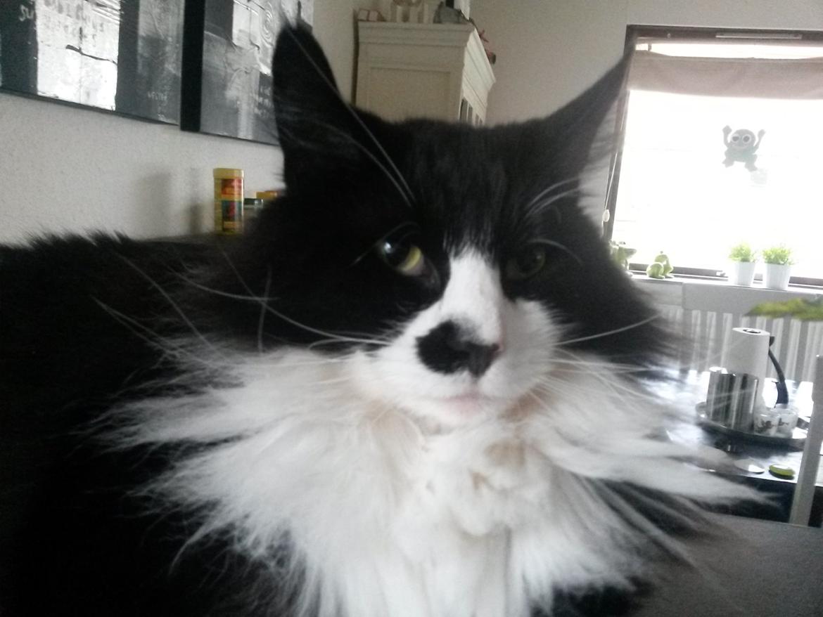 Maine Coon Boogie billede 2