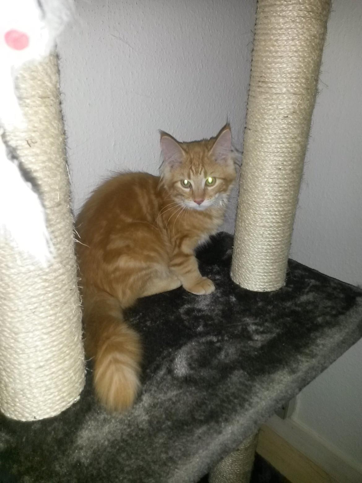 Blanding af racer Bailey billede 6