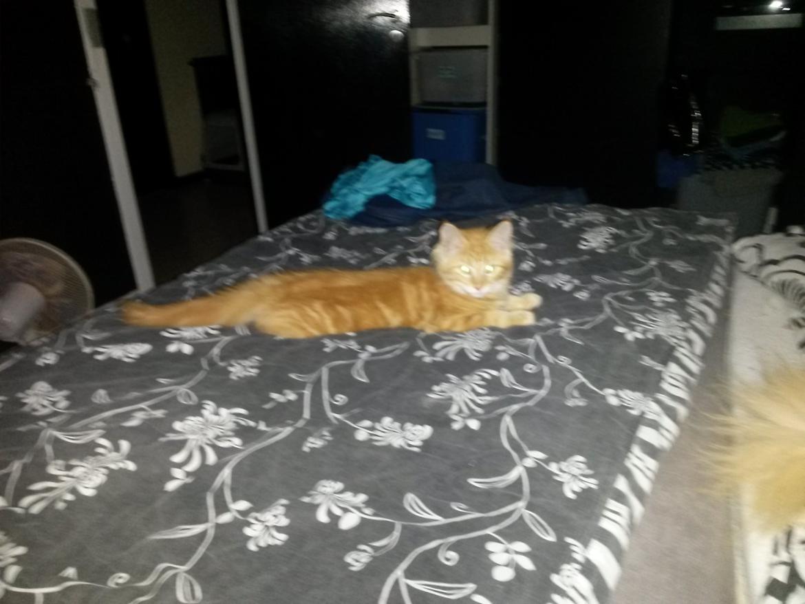 Blanding af racer Bailey billede 7