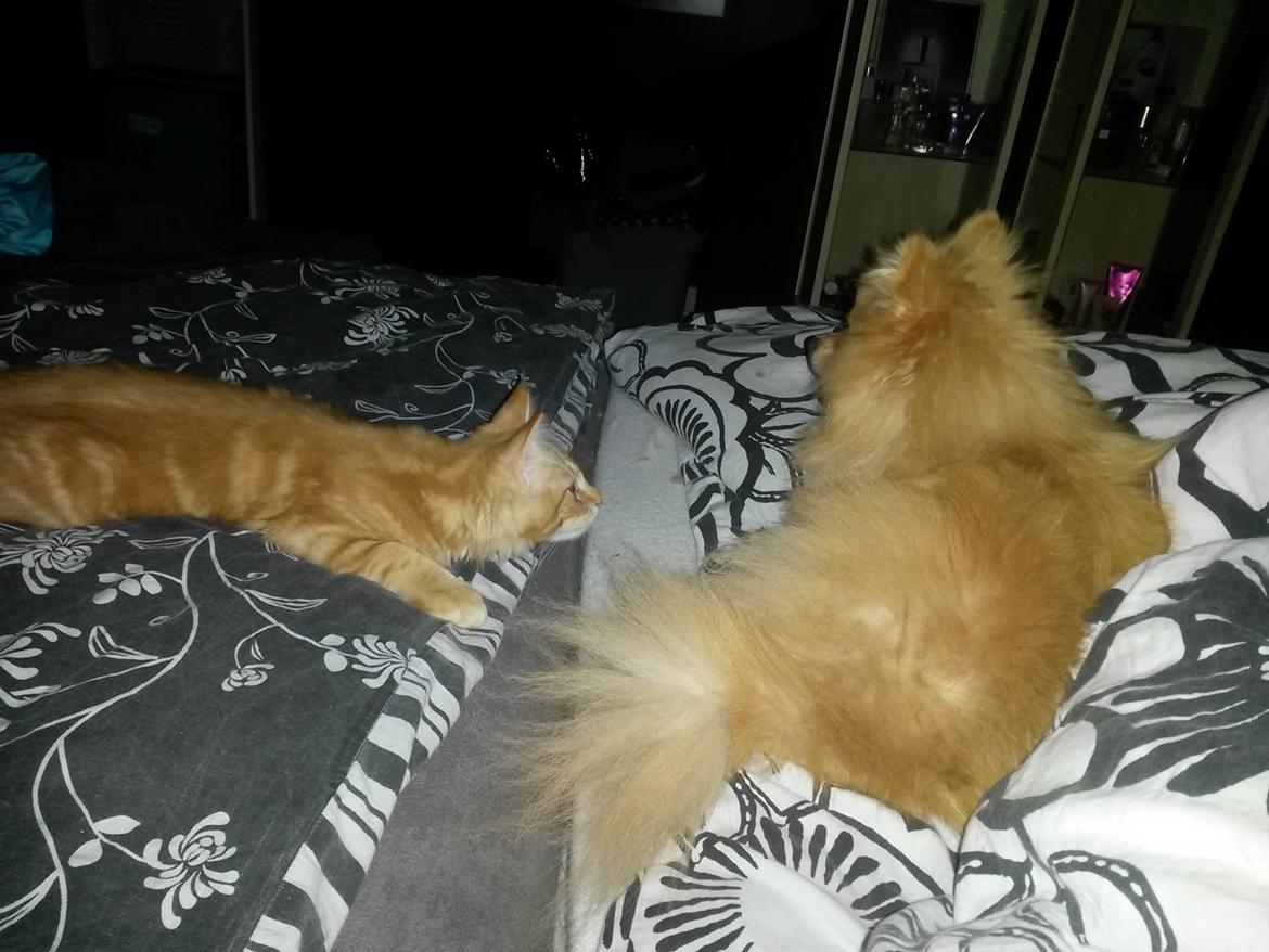 Blanding af racer Bailey billede 8