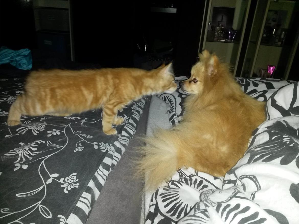 Blanding af racer Bailey billede 9