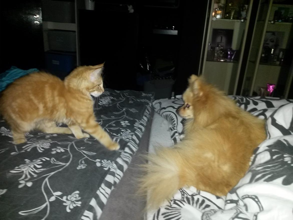 Blanding af racer Bailey billede 10