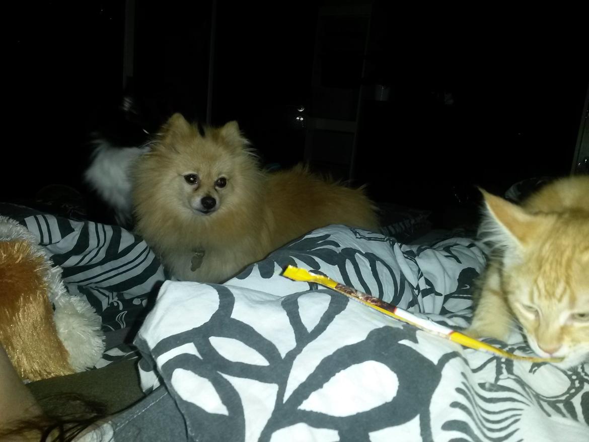 Blanding af racer Bailey billede 11