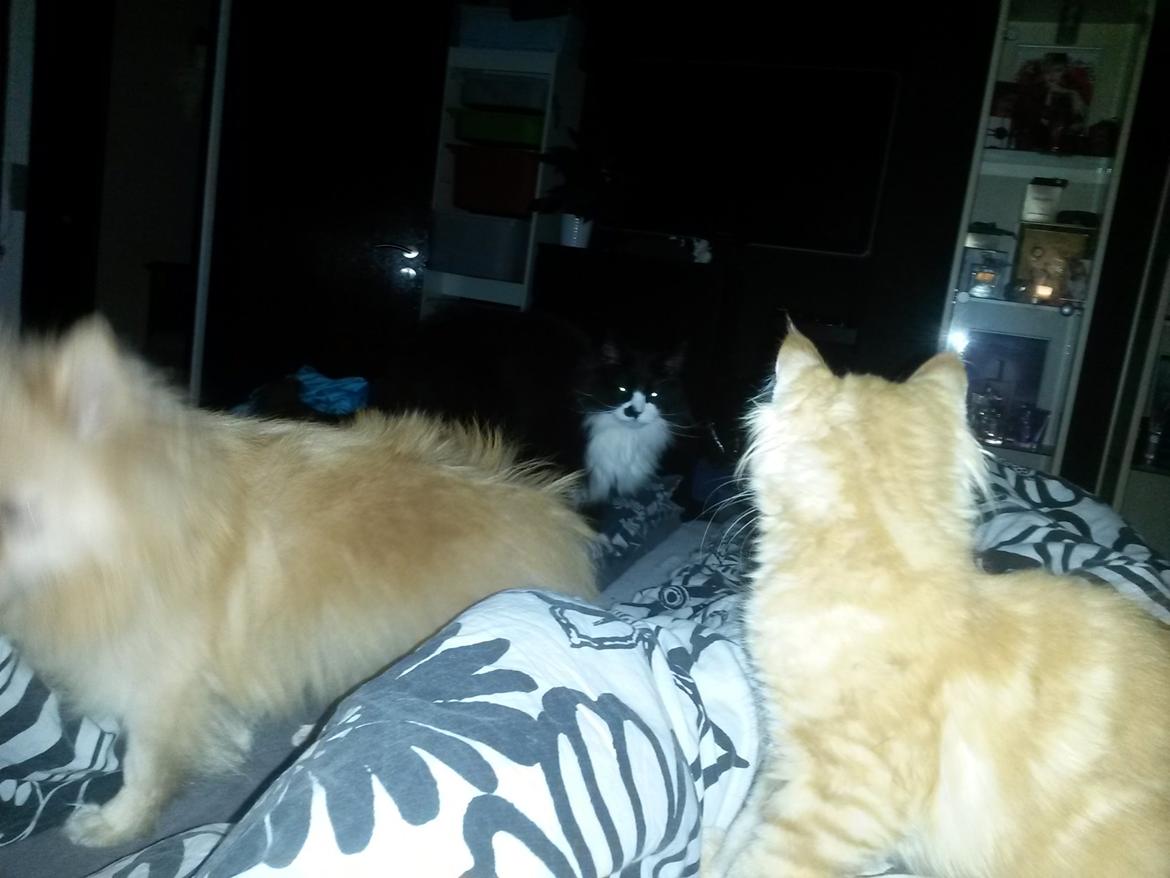 Blanding af racer Bailey billede 12