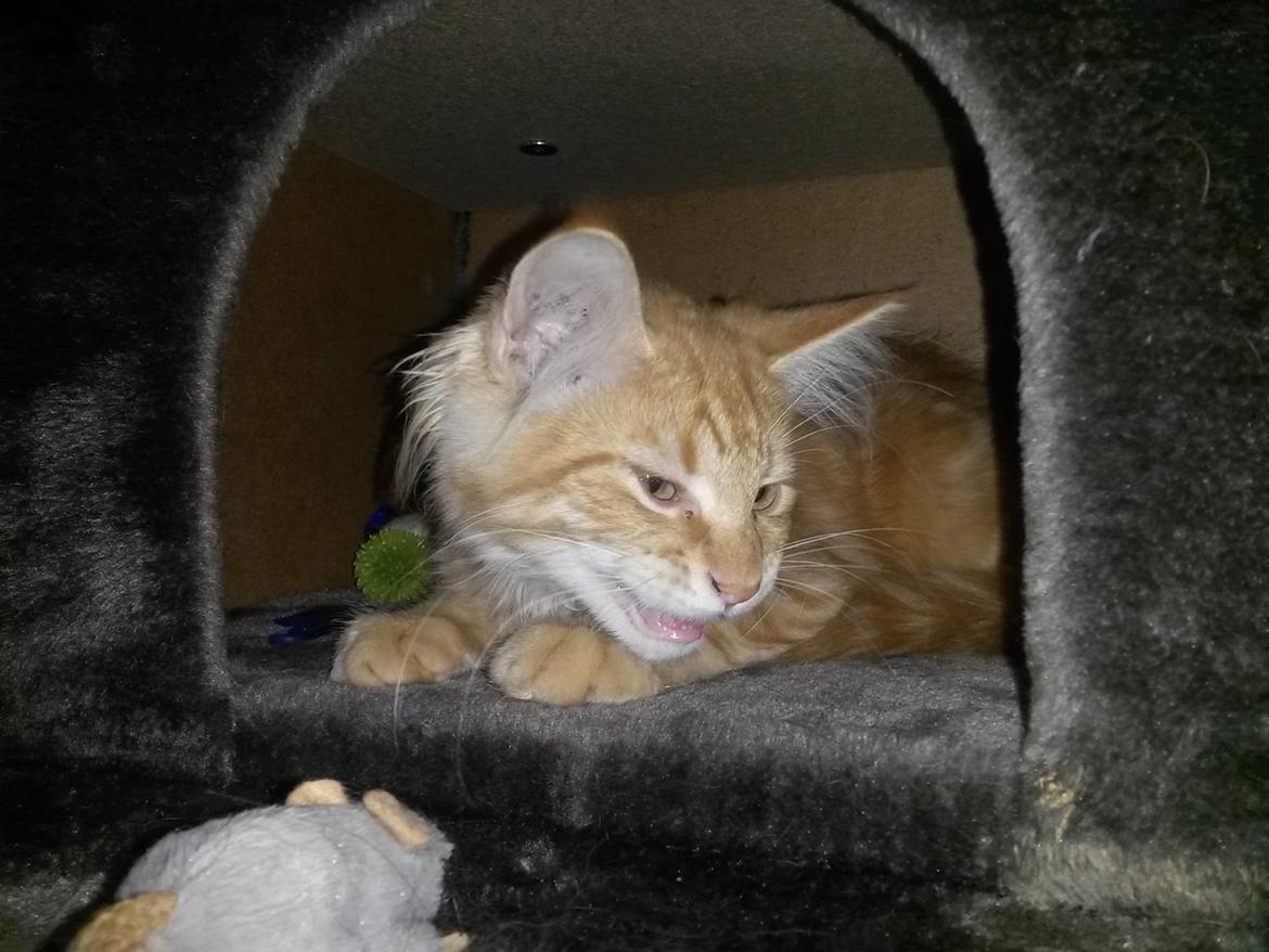 Blanding af racer Bailey billede 13