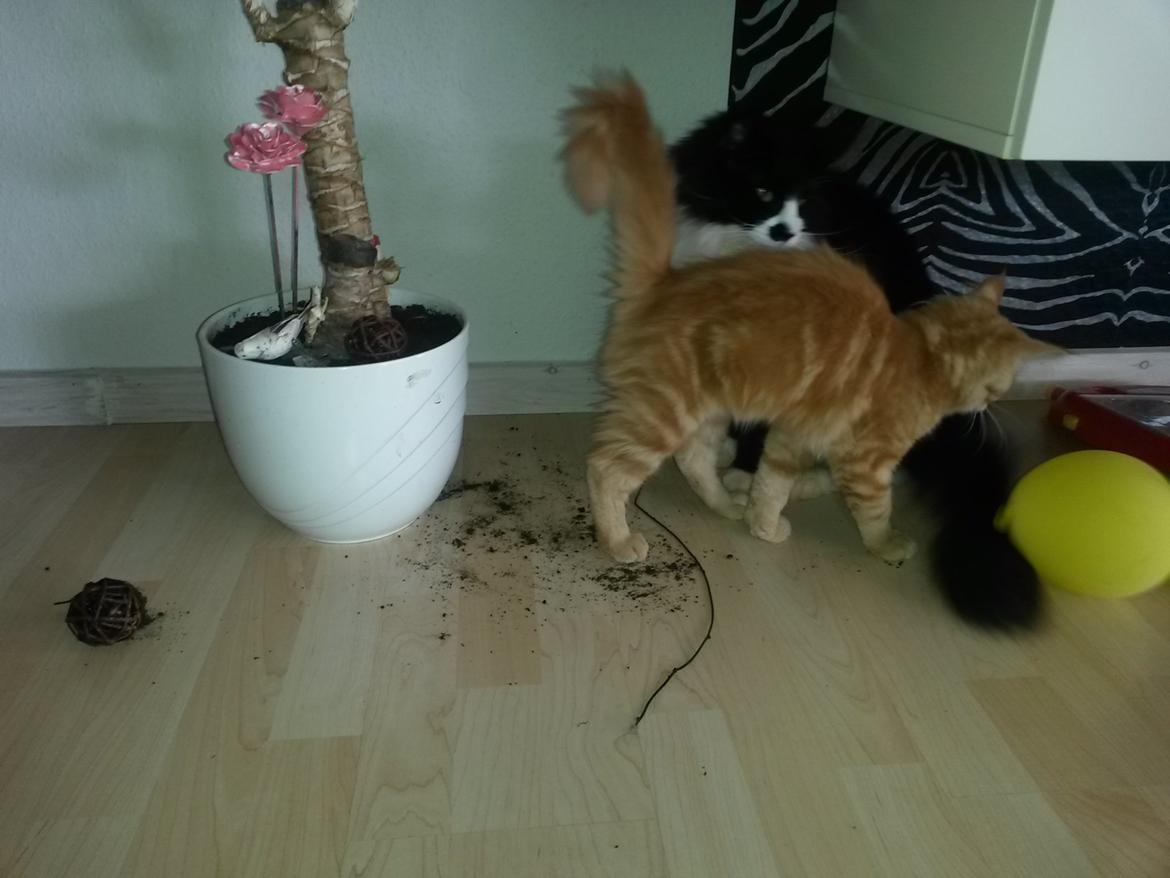 Blanding af racer Bailey billede 14