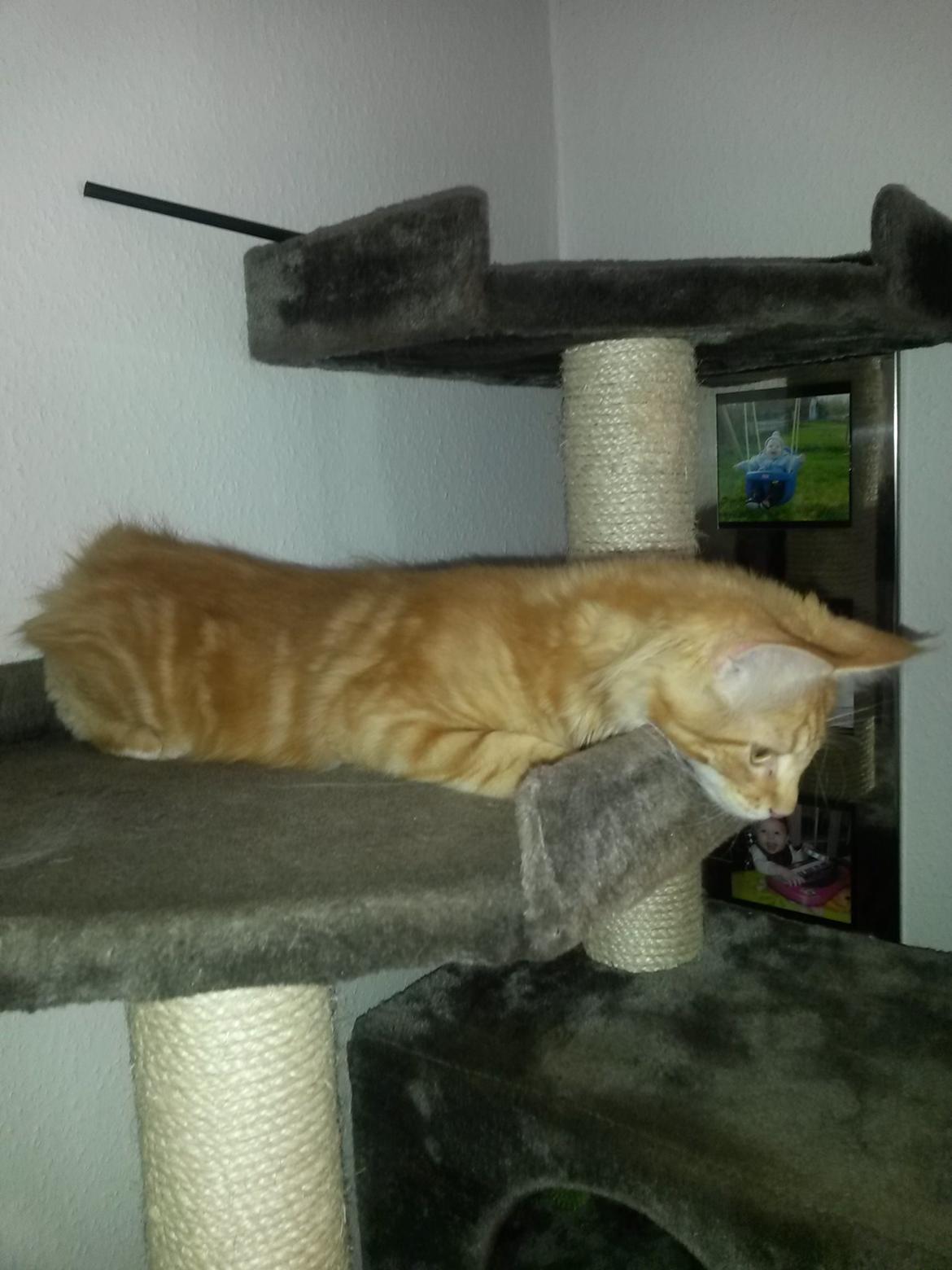 Blanding af racer Bailey billede 15