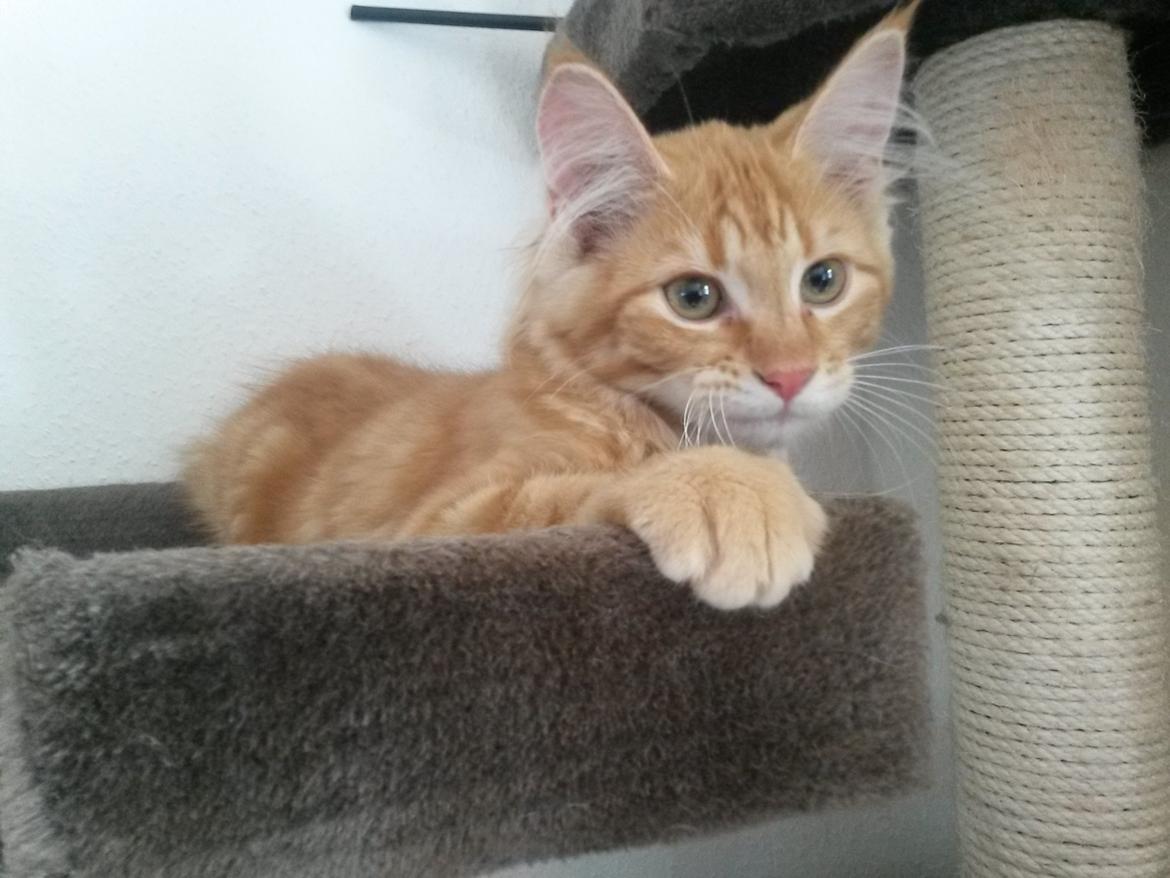 Blanding af racer Bailey billede 3